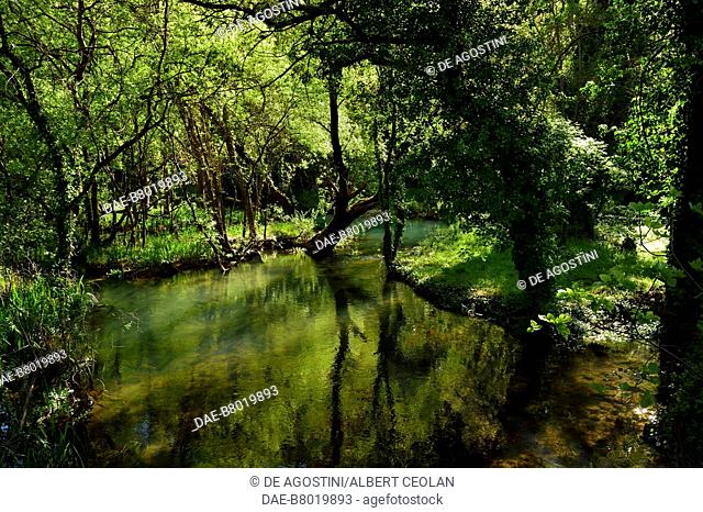 Trees and marsh vegetation along the Krka River, near Roski Slap, Krka National Park, Croatia