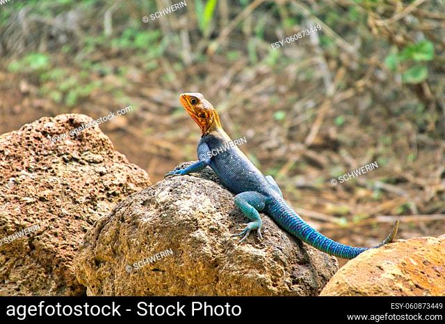 Gecko, lizards, agame in the National Park Tsavo East and Tsavo West in Kenya