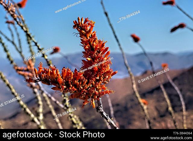 Ocotillo cactus flowers (Fouquieria splendens) along the Arizona Trail, Arizona, U. S. A