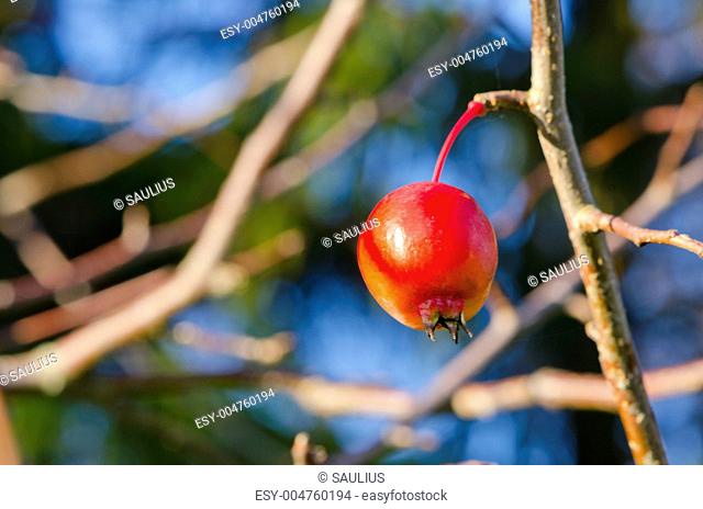 Small red apple hanging on the apple tree branche