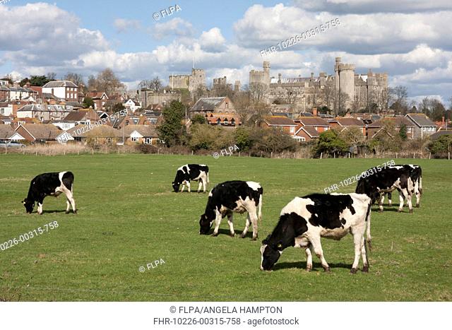 Domestic Cattle, Friesian, bull calves, herd grazing in pasture, with town and castle in background, Arundel, West Sussex, England, March