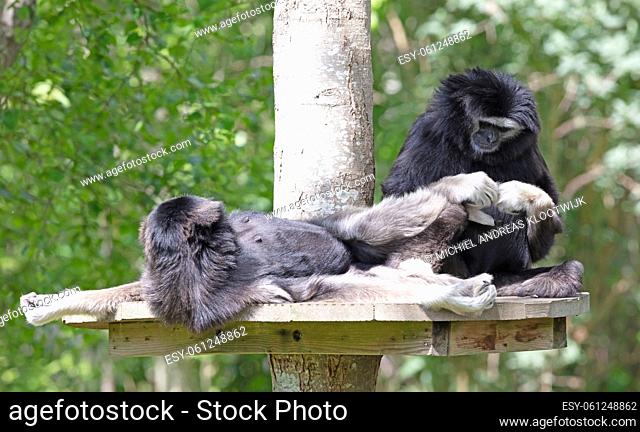 Two adult gibbons are dedicated to cleaning the fur