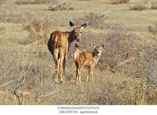 Asia, India, Rajasthan, Ranthambore National Park, Sambar deer (Rusa unicolor), female and young baby