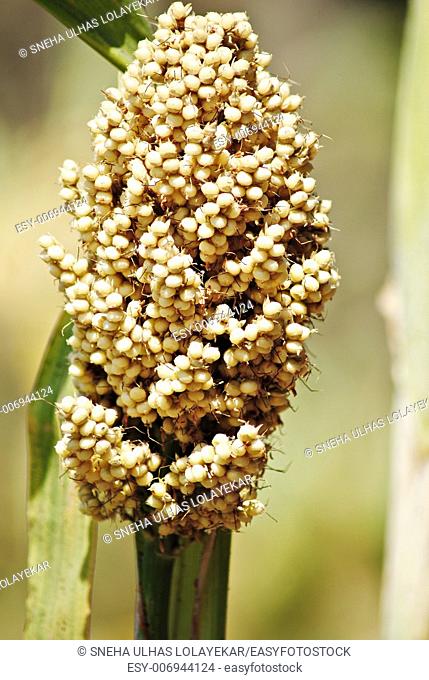 Corn of Sorghum bicolor, Jawar, Poona, Maharashtra India