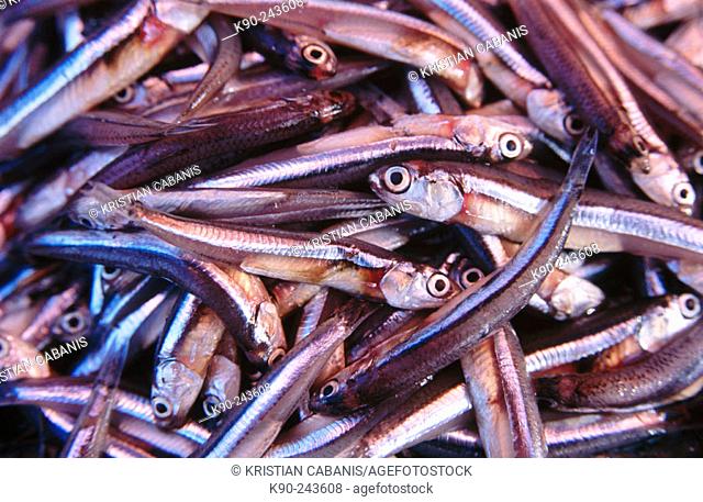 Anchoves in a Jayapura's market. West Papua. Indonesia