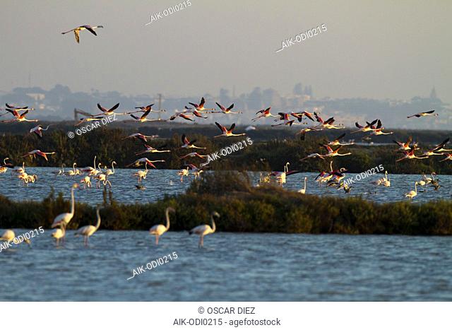 Greater Flamingo, Europese Flamingo, Phoenicopterus roseus
