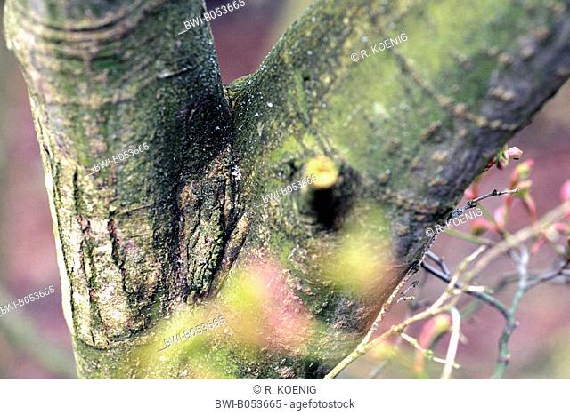 Japanese maple (Acer palmatum), bark