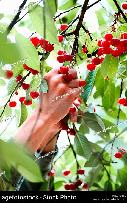 Young man picking cherry berries from tree