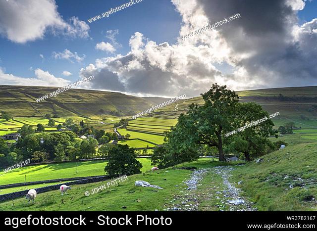 Sheep grazing and distant dry stone walls around Arncliffe Village in Littondale, The Yorkshire Dales National Park, Yorkshire, England, United Kingdom, Europe