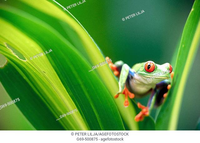 Red-eyed tree frog (Agalychnis callidryas) looking at me between some leaves. Selva Verde. Costa Rica