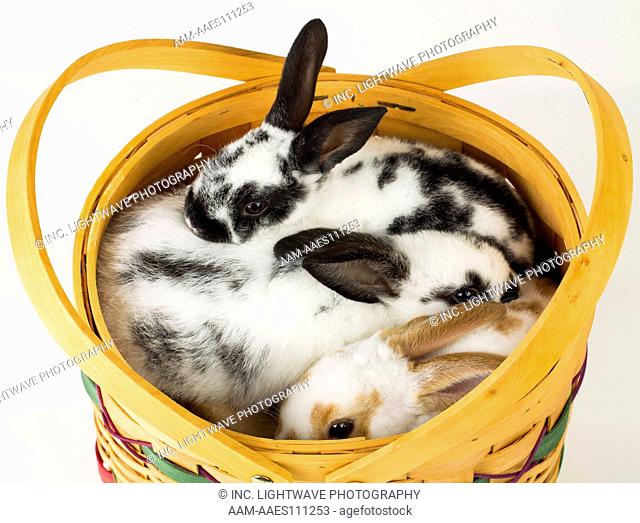 Young Rex rabbits in easter basket
