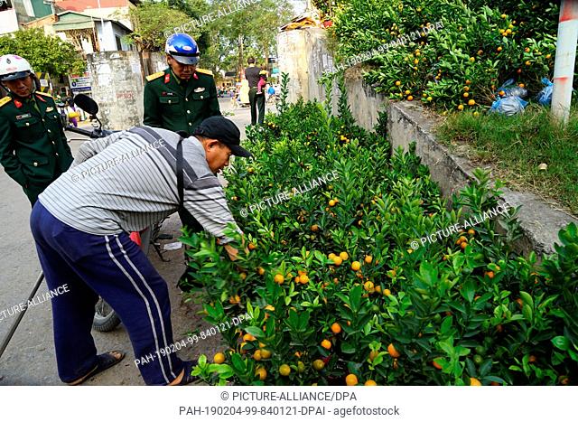 28 January 2019, Vietnam, Hanoi: A man sells kumquat trees in Hanoi. It is assumed that the Kumquat trees will bring good luck in the new year