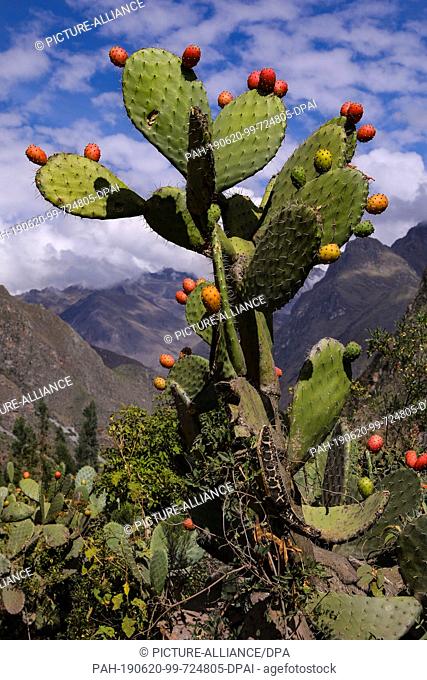 02 May 2019, Peru, Bahnkilometer 82: A cactus with colourful edible fruits on the edge of the hiking trail. In the background the Andes with blue sky and clouds