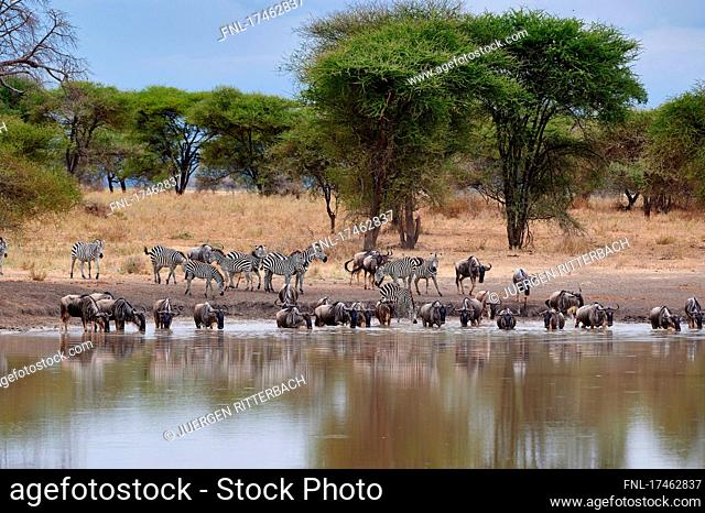 herd of wildebeest and plains zebra (Equus quagga) at waterhole, Tarangire National Park, Tanzania, Africa|