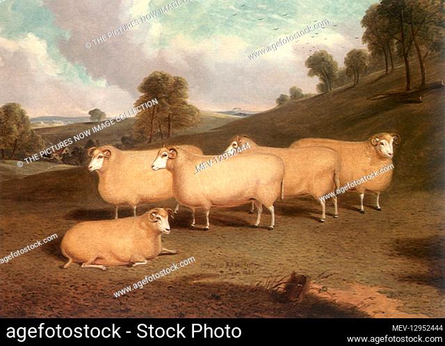 Five Dorset Horn Sheep