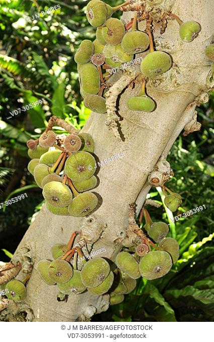 Roxburgh fig (Ficus auriculata) is a small tree native to Asia. Its fruits (infrutescences) are edible