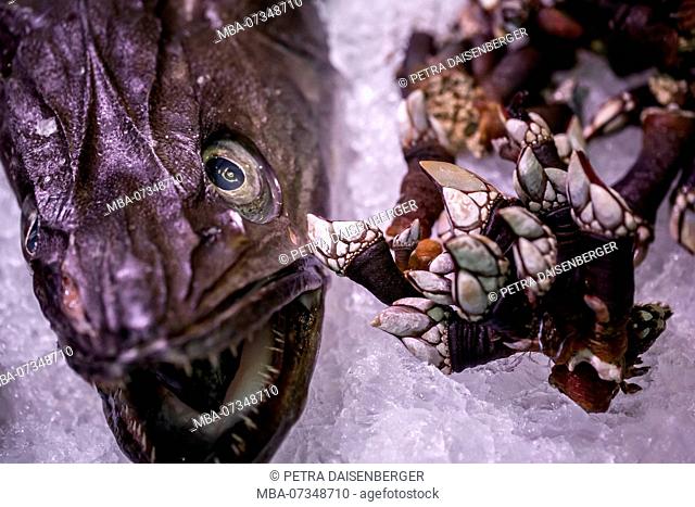 A fish and barnacles fresh on ice in a shop for sale