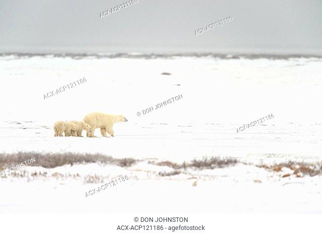 Polar Bear (Ursus maritimus) Mother and cubs wandering Hudson Bay coastline waiting for the sea ice to form