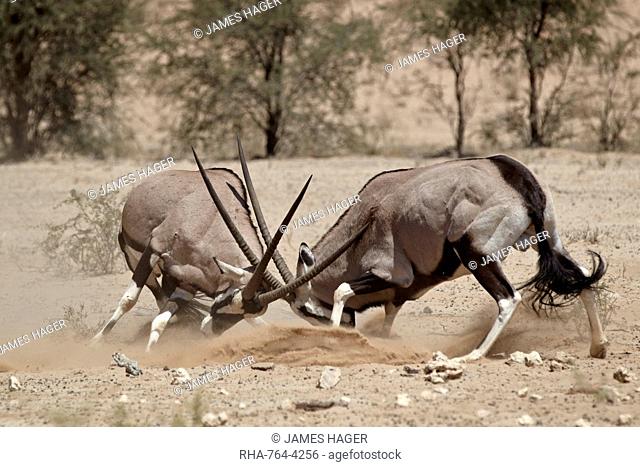 Two gemsbok (South African oryx) (Oryx gazella) fighting, Kgalagadi Transfrontier Park, encompassing the former Kalahari Gemsbok National Park, South Africa