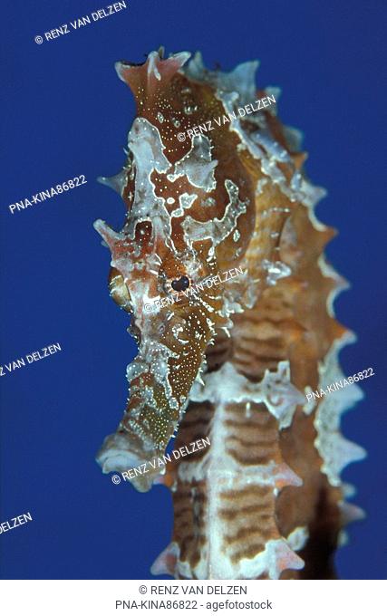 Lined Seahorse Hippocampus erectus - Diergaarde Blijdorp, Rotterdam, South Holland, The Netherlands, Holland, Europe