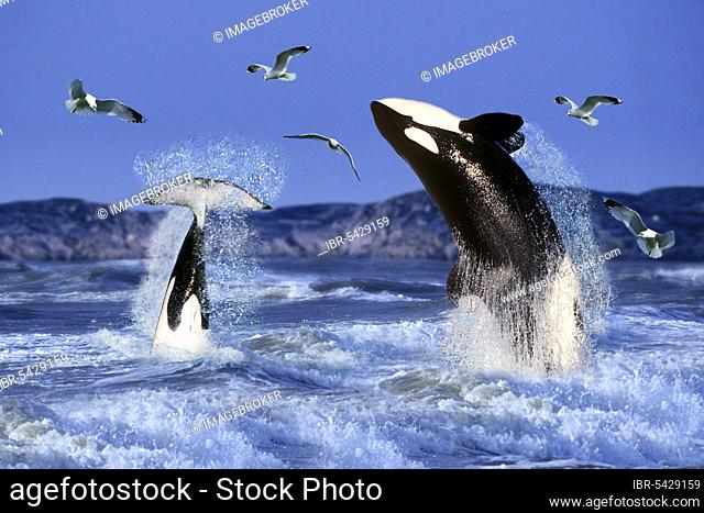 Orcas (Orcinus orca), Killerwhales, Schwertwale, Orkas, [animals, aussen, outdoor, seitlich, side, adult, Bewegung, motion, springen, jumping, Kraft, power