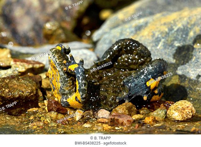 yellow-bellied toad, yellowbelly toad, variegated fire-toad (Bombina variegata, Bombina variegata scabra), defence posture, Greece, Thrace