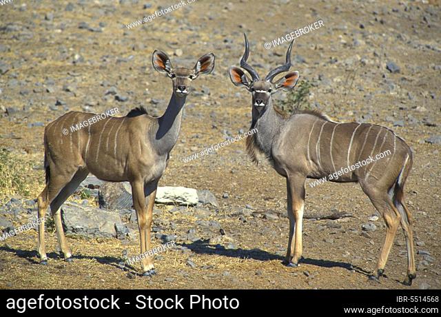 Greater kudu, Greater Kudus (Tragelaphus strepsiceros), Antelopes, Ungulates, Even-toed ungulates, Mammals, Animals, Greater Kudu Male and female, Etosha