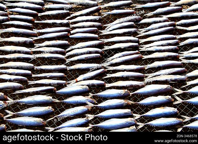 Sardines dry under the hot sun in Thailand
