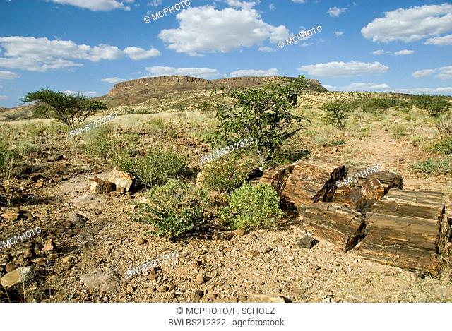 Three Stages Petrified Forest, Namibia, Khorixas