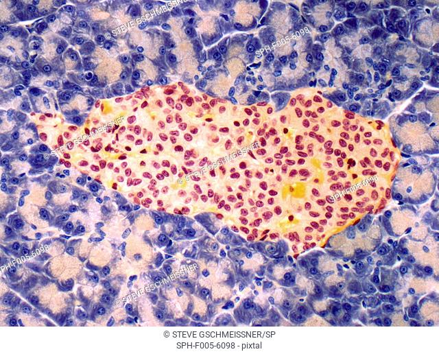 Islet of langerhans, light micrograph. This structure centre, found in the pancreas, secretes the hormones insulin and glucagon