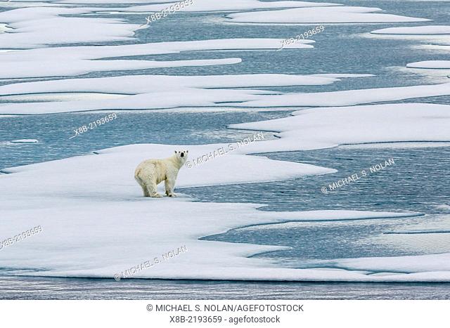 A curious polar bear, Ursus maritimus, on fast ice in Icy Arm, Baffin Island, Nunavut, Canada