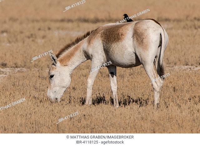 Onager or Asiatic wild ass (Equus hemionus), endangered species, with a black drongo (Dicrurus macrocercus) on its back, Little Rann of Kutch, Gujarat, India