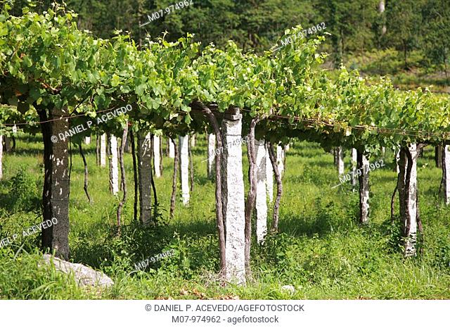 Meaño vines in Rias Bajas in Galicia. Spain, Eurpe