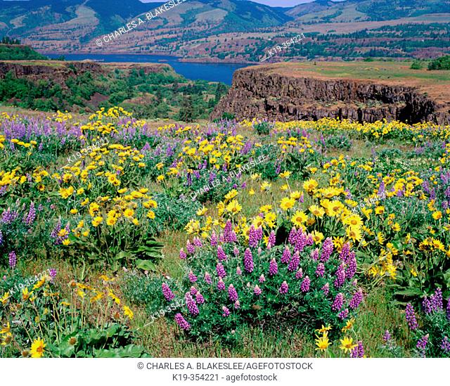 Lupine (Lupinus sp.) and Arrowleaf Balsamroot (Balsamorhiza sagittata), Tom McCall Preserve at Rowena. Columbia River Gorge National Scenic Area