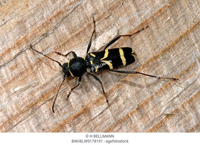 wasp beetle Clytus lama, on wood, Austria, Tyrol