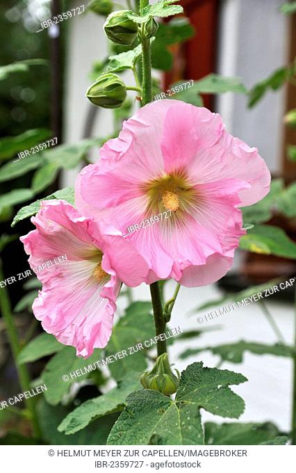 Common hollyhock (Althaea roseaim), pink blossoms, Eckental, Middle Franconia, Bavaria, Germany, Europe