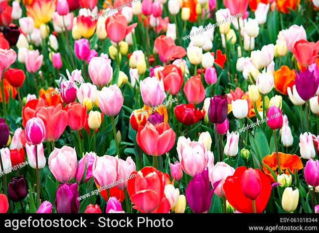 Beautiful colorful tulips in the garden. Netherlands