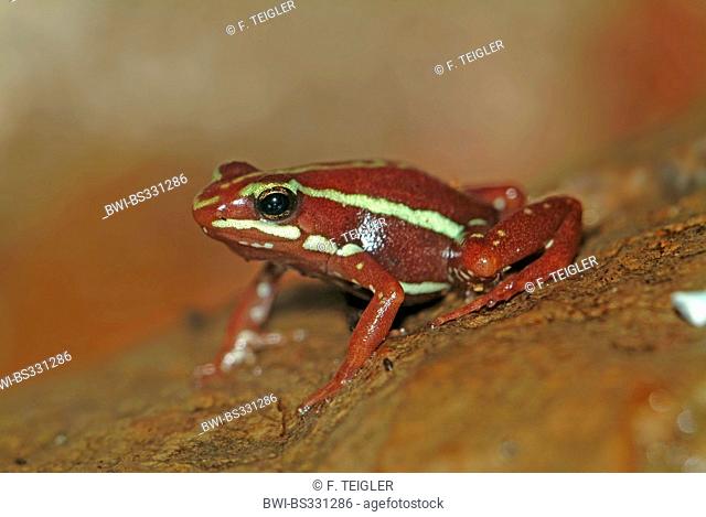 phantasmal poison frog (Epipedobates tricolor), on a stone
