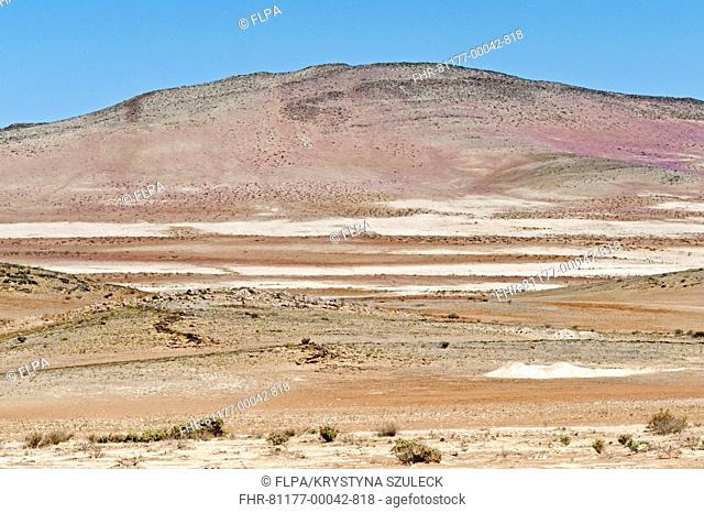 View of desert habitat, with hills covered with flowers, from Road 5 to Punta Barranquillas, Atacama Desert, Chile