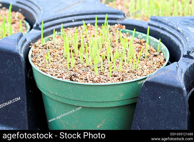 Closeup of a pot of fresh catgrass germinating