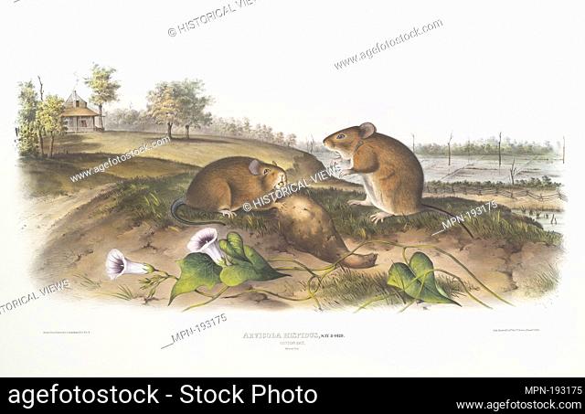 Arvicola hispidus, Cotton Rat. Natural size. Bachman, John, 1790-1874 (Author) Audubon, John Woodhouse, 1812-1862 (Artist) Audubon, John James