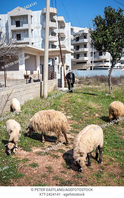 Sheep grazing by the roadside in Ksamil in Southern Albania