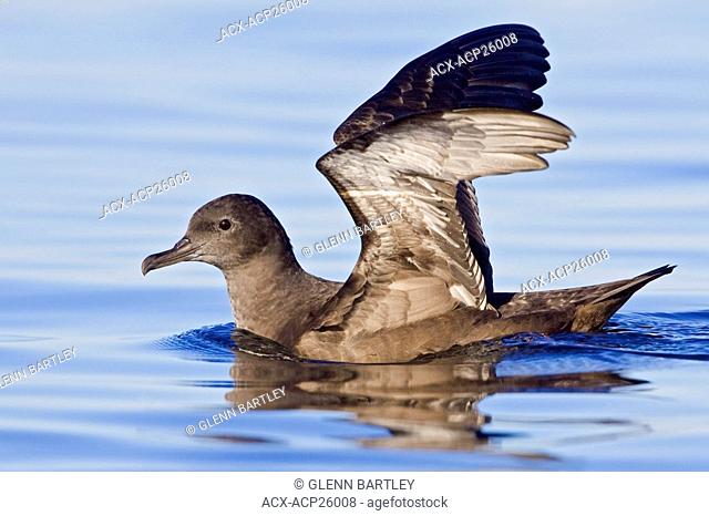 Sooty Shearwater Puffinus griseus swimming on the ocean near Victoria, BC, Canada