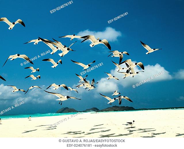 grup fly 'Bonaparte's Gull (Chroicocephalus philadelphia), archipelago Los Roques Venezuela'