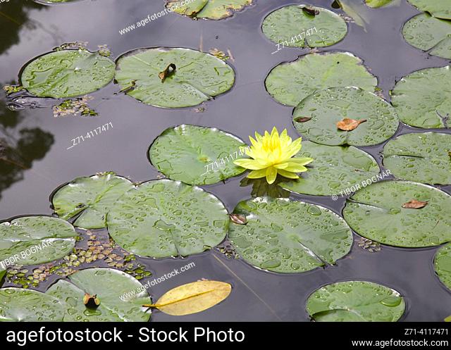 Malaysia, Sabah, Sepilok, rainforest, pond, flower,