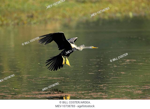 Indian Darter / Snakebird / Anhinga - Landing on water (Anhinga melanogaster)