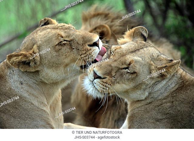 Lion, Panthera leo, Kruger National Park, Sabisabi Private Game Reserve, South Africa, adults, female, portrait, social behaviour, two animals