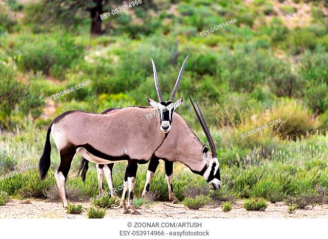 Gemsbok, Oryx gazella in Kalahari, green desert after rain season. Kgalagadi Transfrontier Park, South Africa wildlife safari