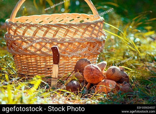 Mushrooms and hunting folding knife sticking in the ground in front of empty basket outdoors, close up
