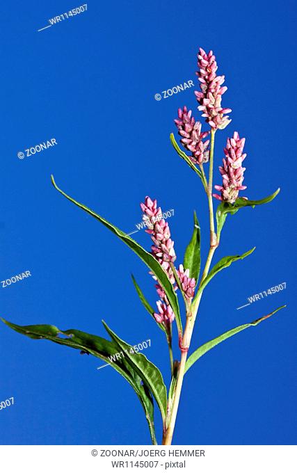 Persicaria lapathifolia, Polygonum lapathifolia, P